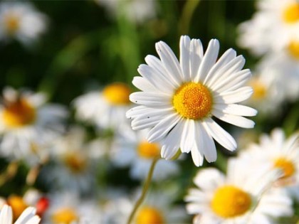 <a href='http://hobbywebpage.com/blog/2016/06/29/image-hover-effect-1/' target='_blank'><strong>图片悬停效果(1)</strong>