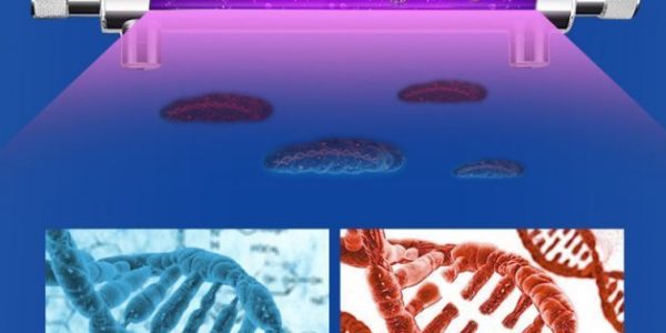 DNA-複製-600x300 DNA-複製-600x300